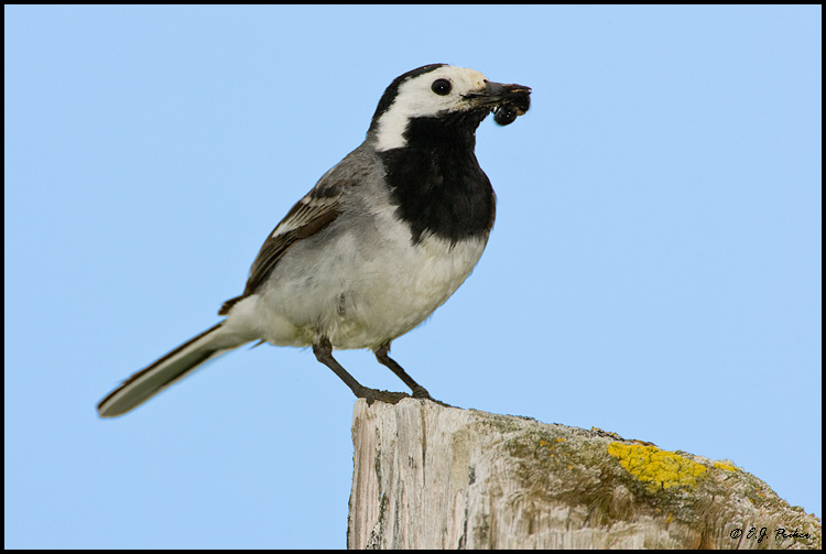 White Wagtail, Iceland