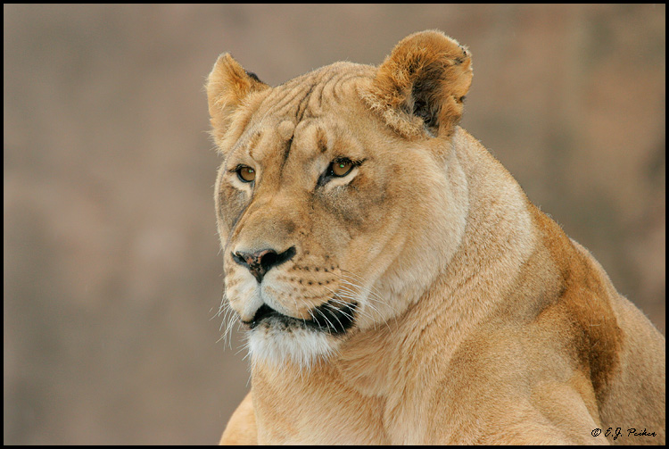 African Lion (c), Chicago, IL