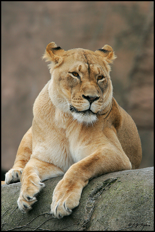 African Lion (c), Chicago, IL