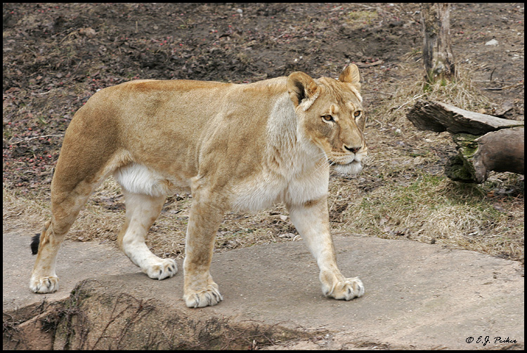 African Lion, Chicago, IL