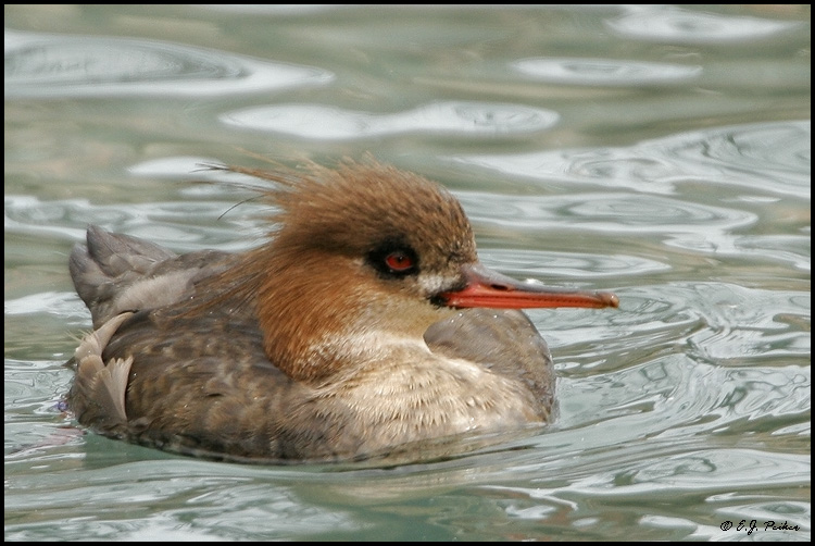 Red-breasted Merganser, Chicago, IL
