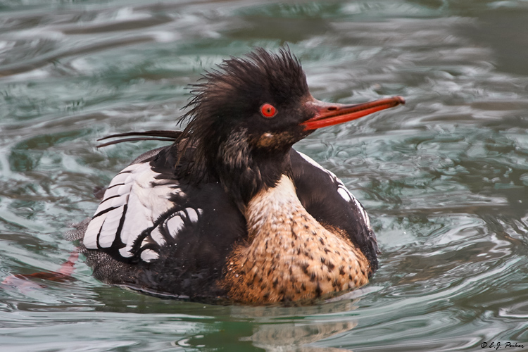 Red-breasted Merganser, Chicago, IL
