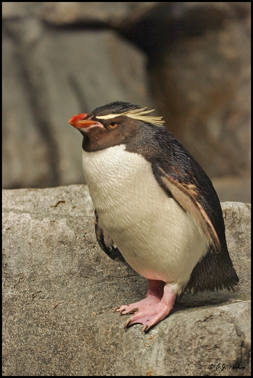 Rockhopper Penguin, Chicago, IL