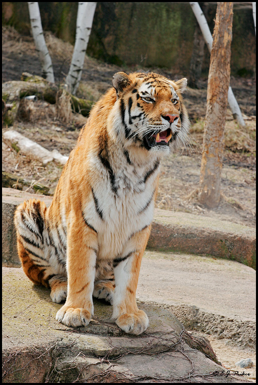 Siberian Tiger, Chicago, IL