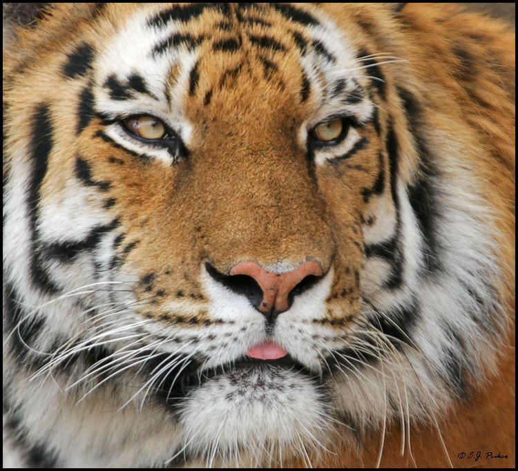 Siberian Tiger, Chicago, IL