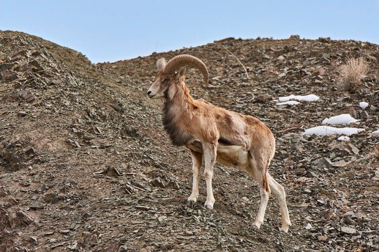 Urial, Ladakh, India