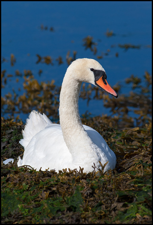 Mute Swan, Ireland