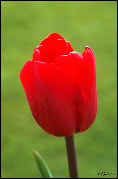 Tulip, Dublin, Ireland