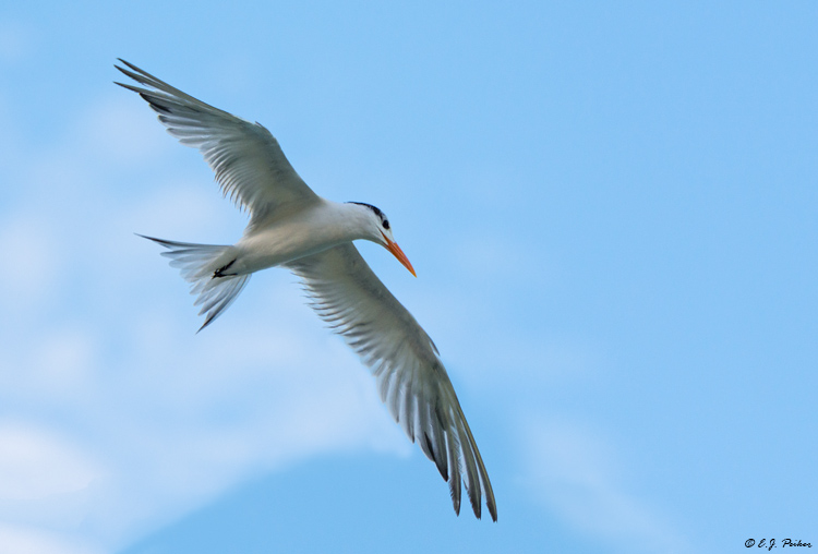 Royal Tern, Jamaica