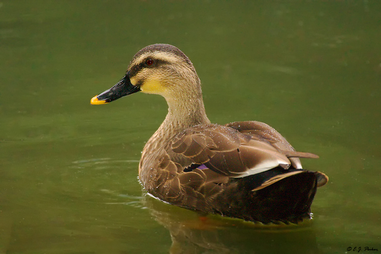 Eastern Spot-billed Duck, Tokyo, Japan