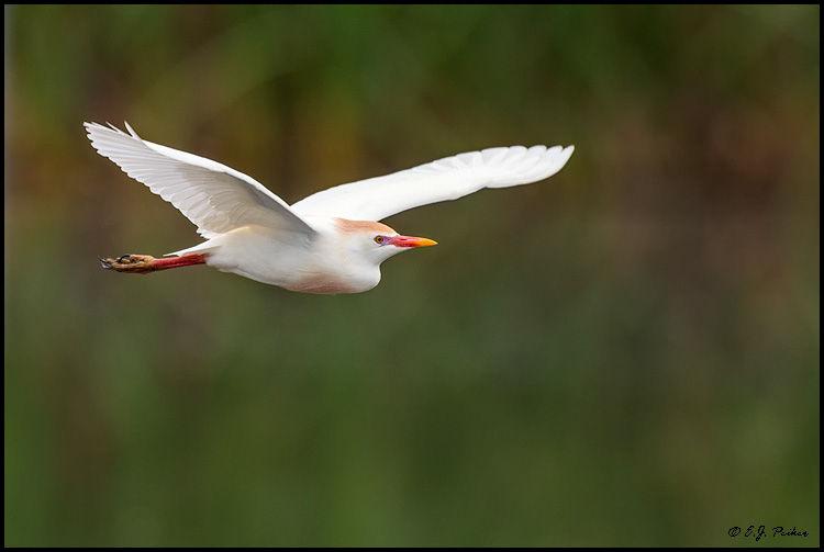 Cattle Egret, Louisiana