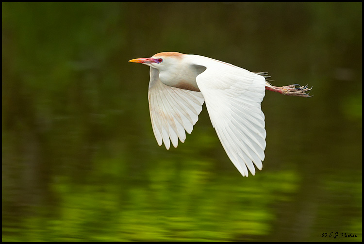 Cattle Egret, Louisiana