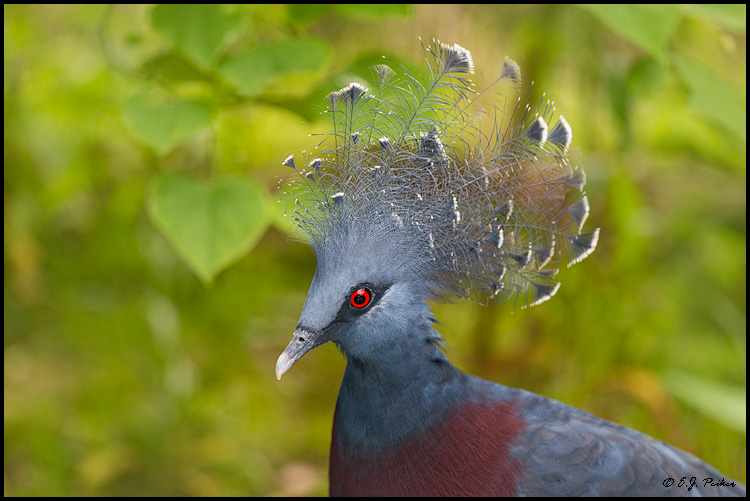 Victoria Crowned Pigeon, LA