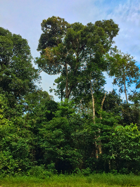 Panti Forest, Malaysia