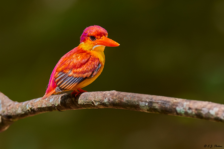 Runfous-backed Kingfisher, Panti Forest, Malaysia