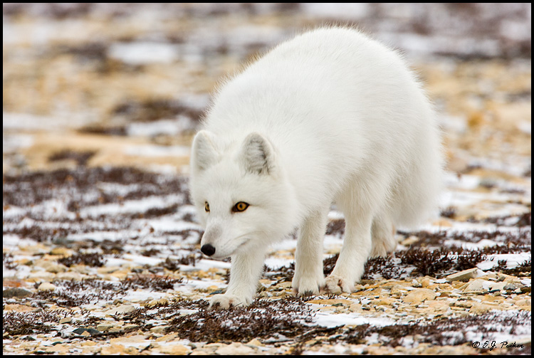 Arctic Fox, Churchill, MB