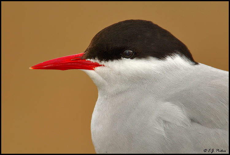 Arctic Tern, Churchill, Manitoba