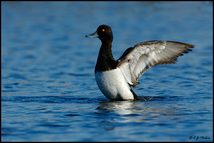 Greater Scaup, Churchill, MB