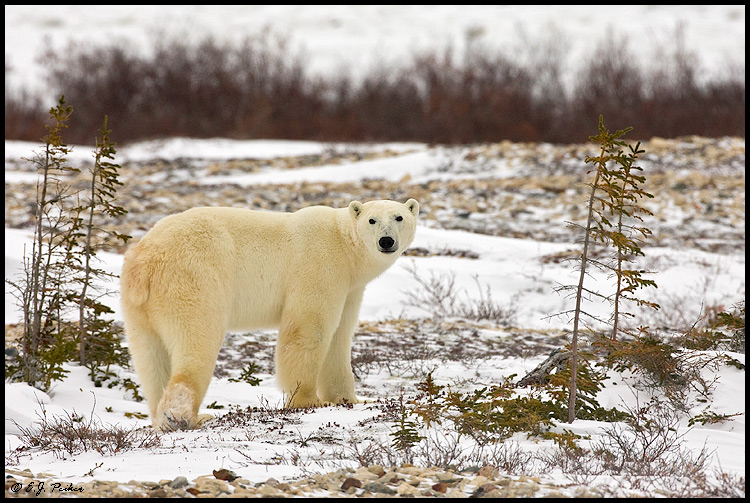 Polar Bear, Churchill, MB