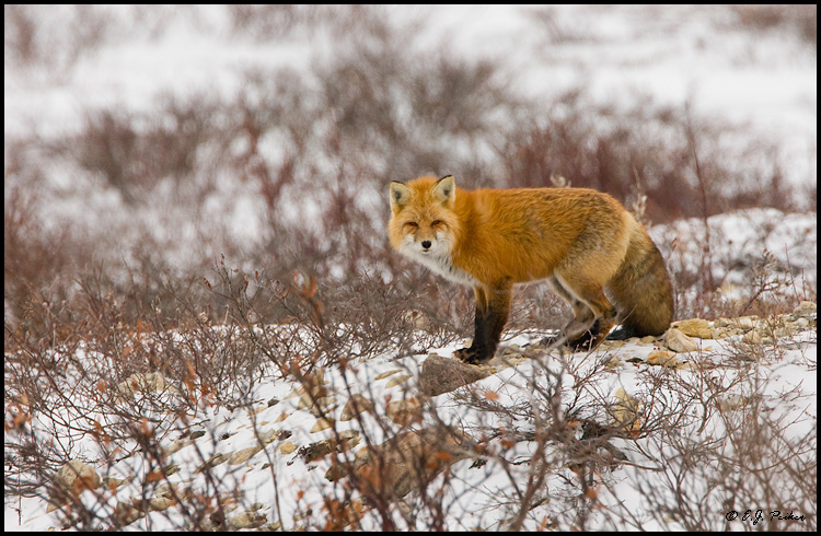 Red Fox, Churchill, MB