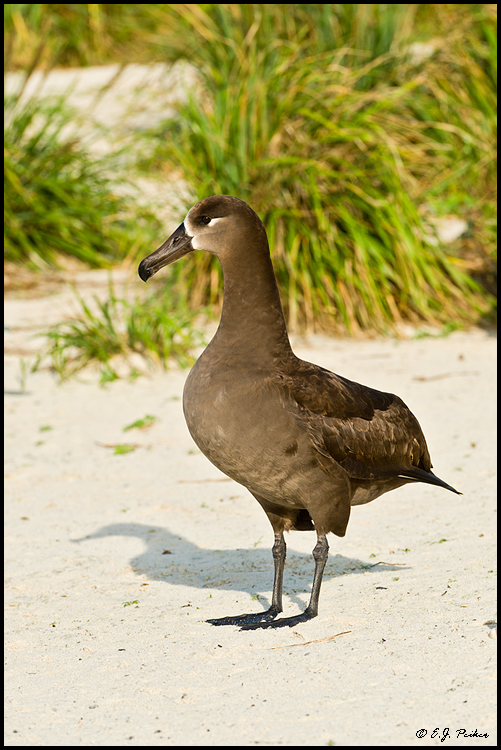 Black-footed Albatross, Midway Atoll