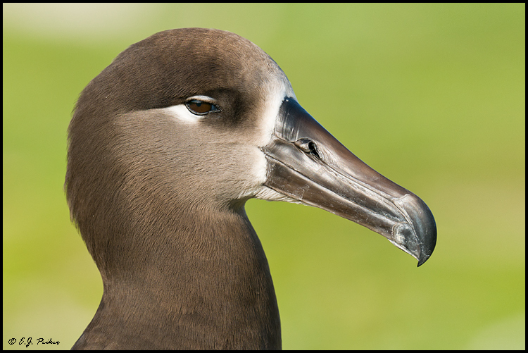 Black-footed Albatross, Midway Atoll