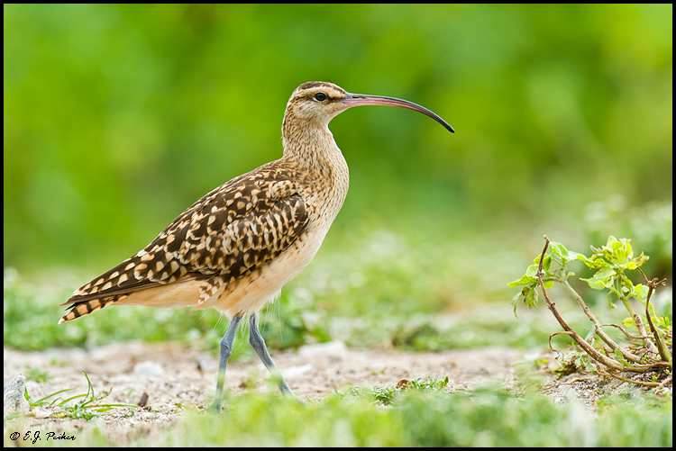 Bristle-thighed Curlew, Midway Atoll