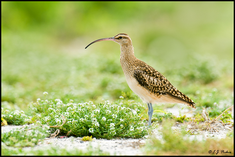 Bristle-thighed Curlew, Midway Atoll