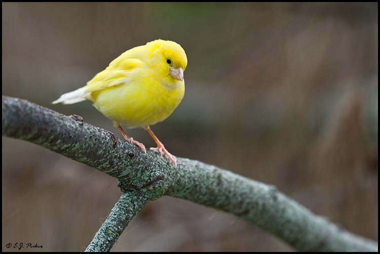 Common Canary, Midway Atoll