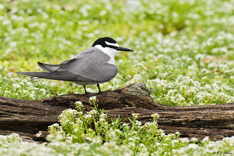 Gray-backed Tern, Midway Atoll