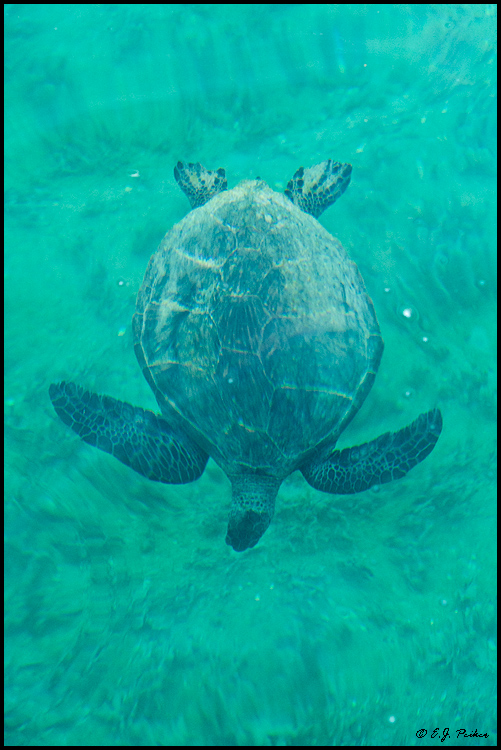 Green Sea Turtle, Midway Atoll