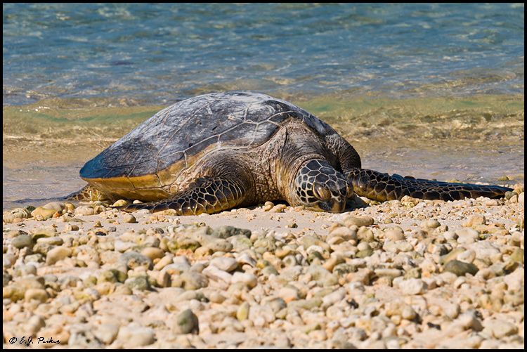 Green Sea Turtle, Midway Atoll