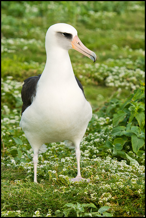 Layson Albatross, Midway Atoll