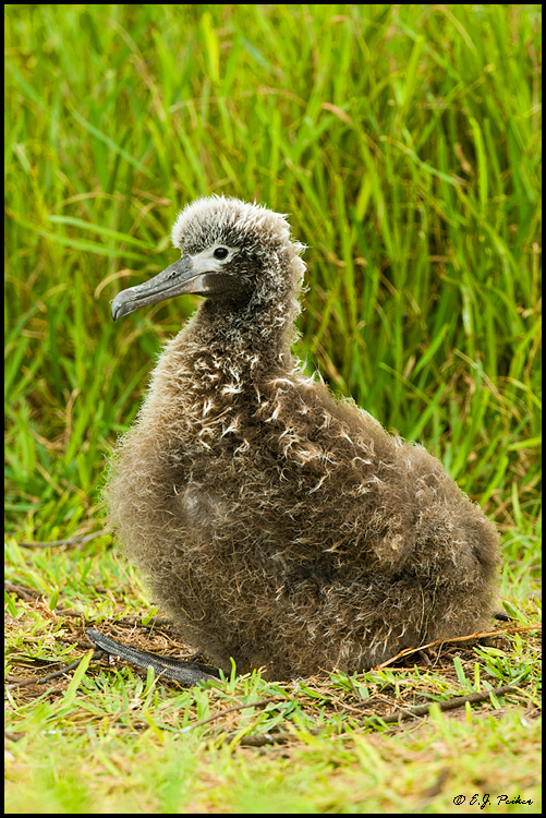 Layson Albatross, Midway Atoll