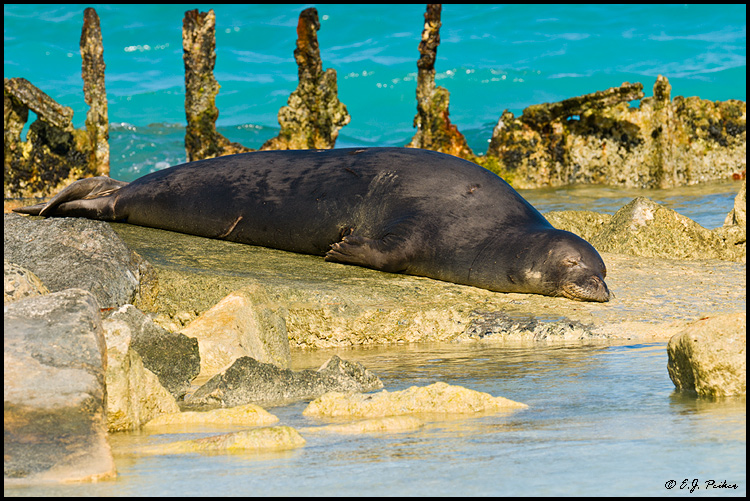 Monk Seal, Midway Atoll