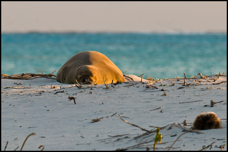 Monk Seal, Midway Atoll