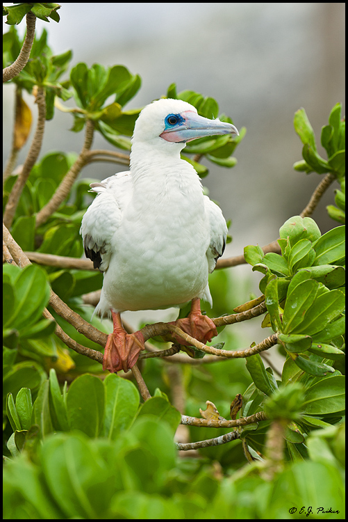 Red-footed Booby, Midway Atoll