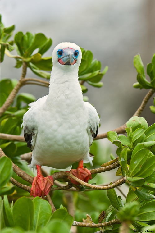 Red-footed Booby, Midway Atoll
