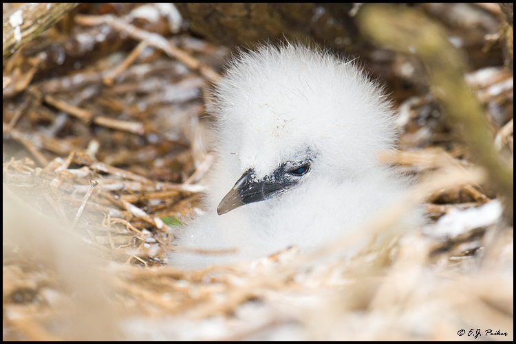 Red-tailed Tropicbirdl, Midway Atoll