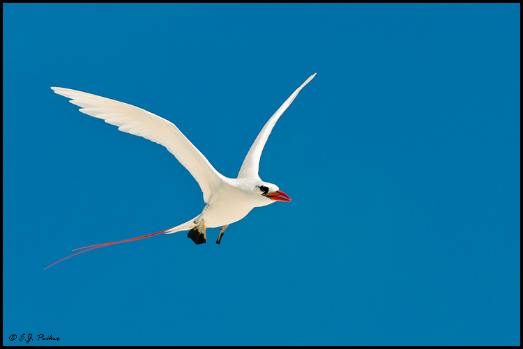 Red-tailed Tropicbird, Midway Atoll