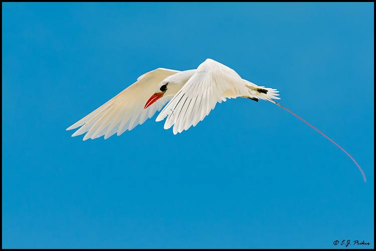 Red-tailed Tropicbird, Midway Atoll