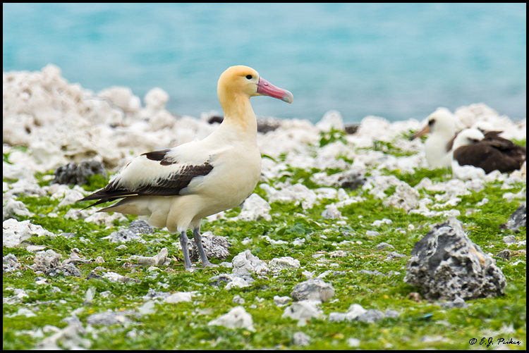 Short-tailed Albatross, Midway Atoll