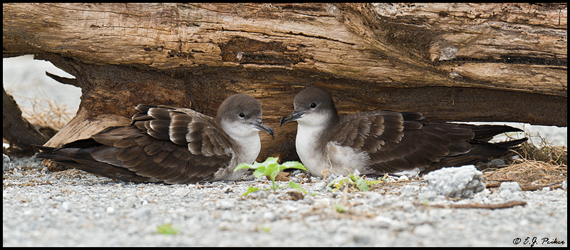 Wedge-tailed Shearwater, Midway Atoll