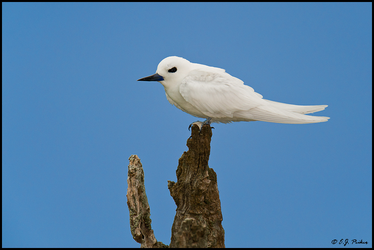 White (Fairy) Tern, Midway Atoll