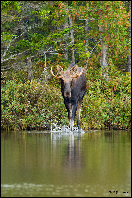 Moose, Baxter SP, ME