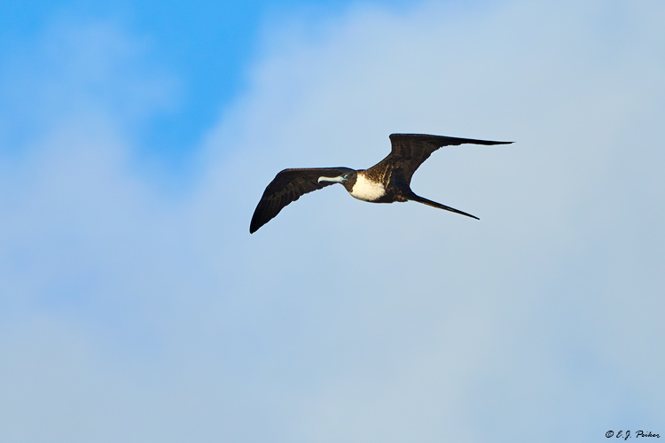 Magnificent Frigatebird, Puerto Morelos, QR, MEX