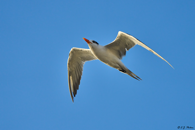 Royal Tern, Puerto Porelos, QR, MEX