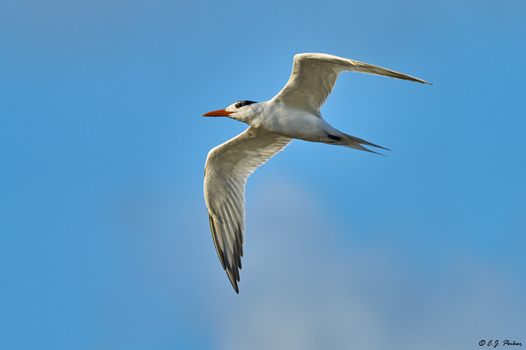 Royal Tern, Puerto Porelos, QR, MEX