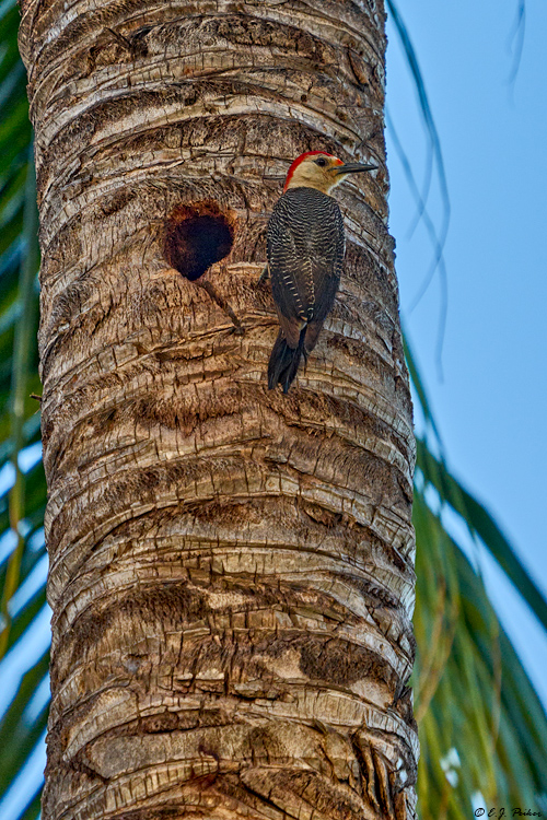 Yucatan Woodpecker, QR, MEX