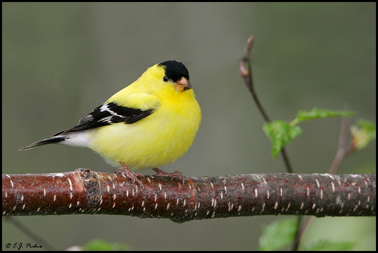 American Goldfinch, Orr, MN